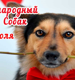 С Международным днем собаки!, День защиты животных