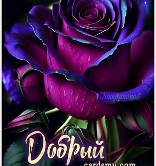 Добрый вечер фиолетовая роза - Доброго вечера
