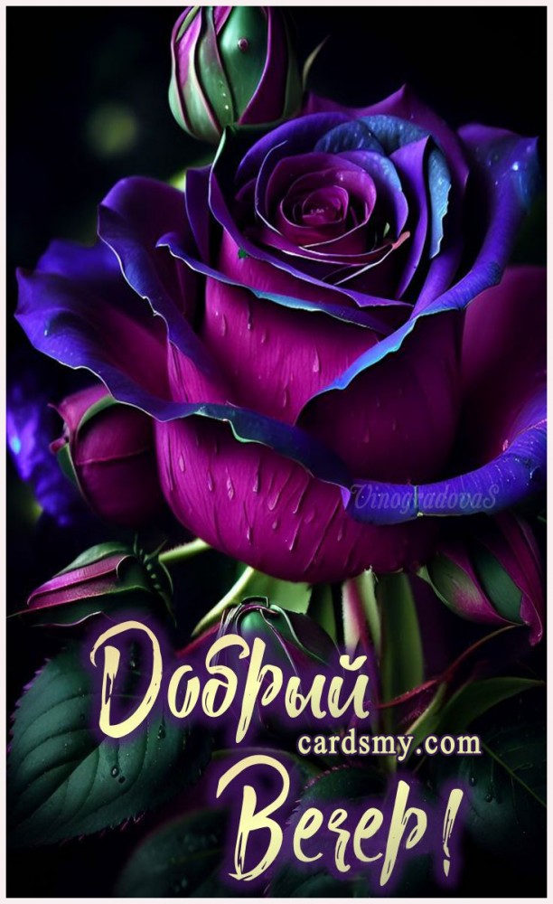 Добрый вечер фиолетовая роза Доброго вечера