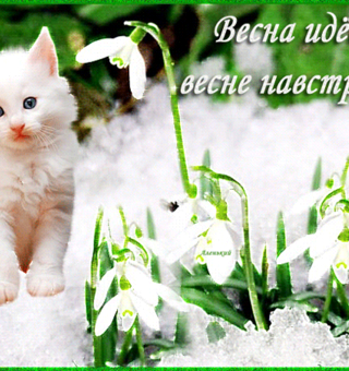Мартовский кот в предвкушении весны, День кошек
