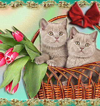 День кошек открытка