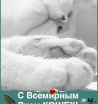 Картинка с всемирным днём кошек, День кошек