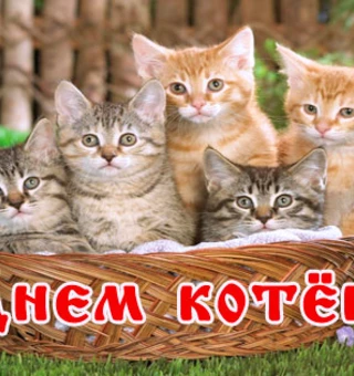 10 июля день котёнка