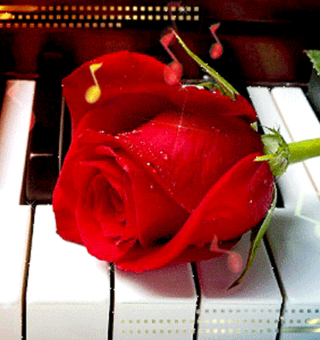 Роза на клавишах пианино для плейкаста