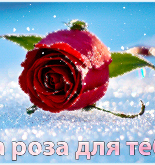 Открытка Эта роза для тебя!, Розы