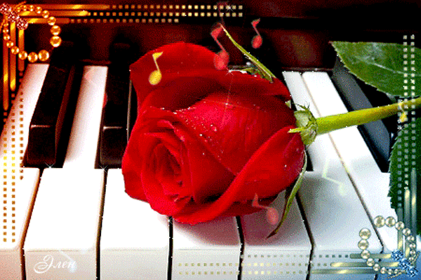 Роза на клавишах пианино для плейкаста Розы