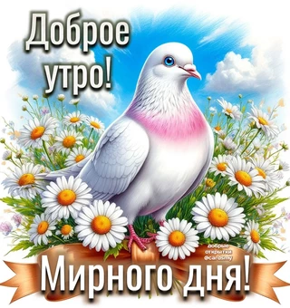 Доброе утро! Мирного дня!